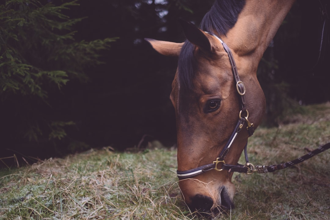 Photo Horse saddle