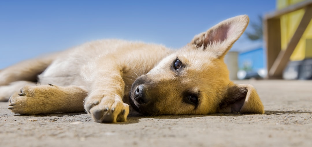 Photo Dog trainer