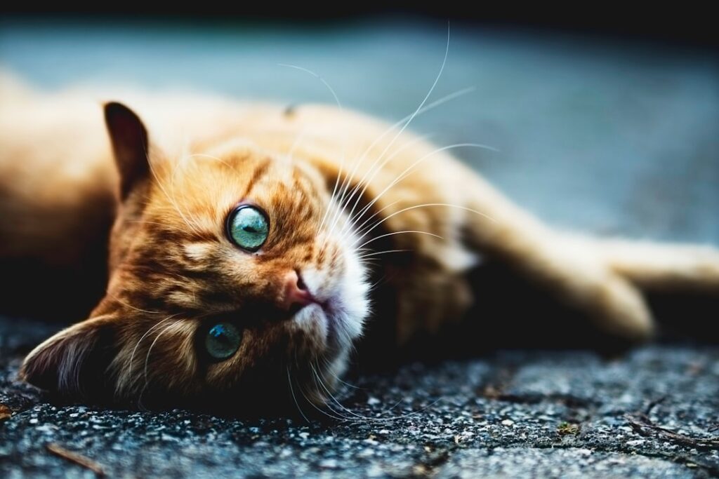 Photo Pet influencer