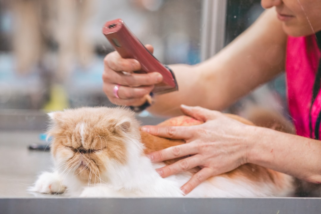 Photo Pet grooming