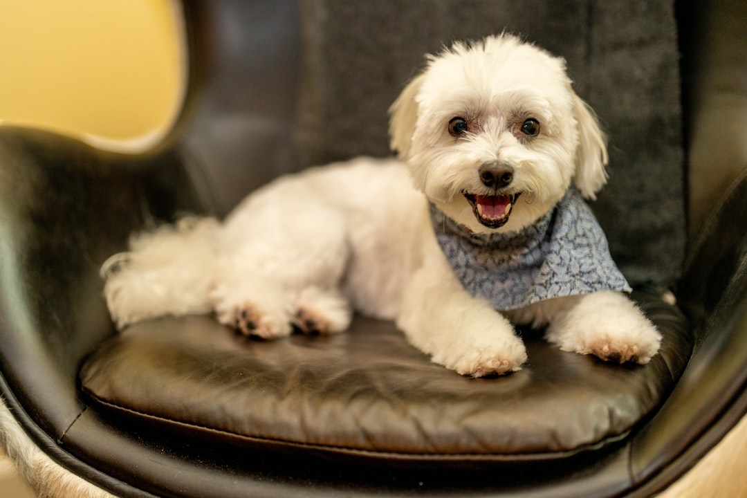 Photo Dog training center: Celebrity endorsement