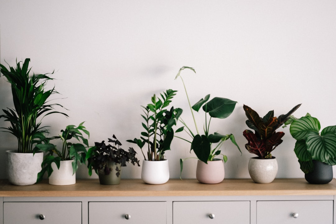 Photo Plant pots