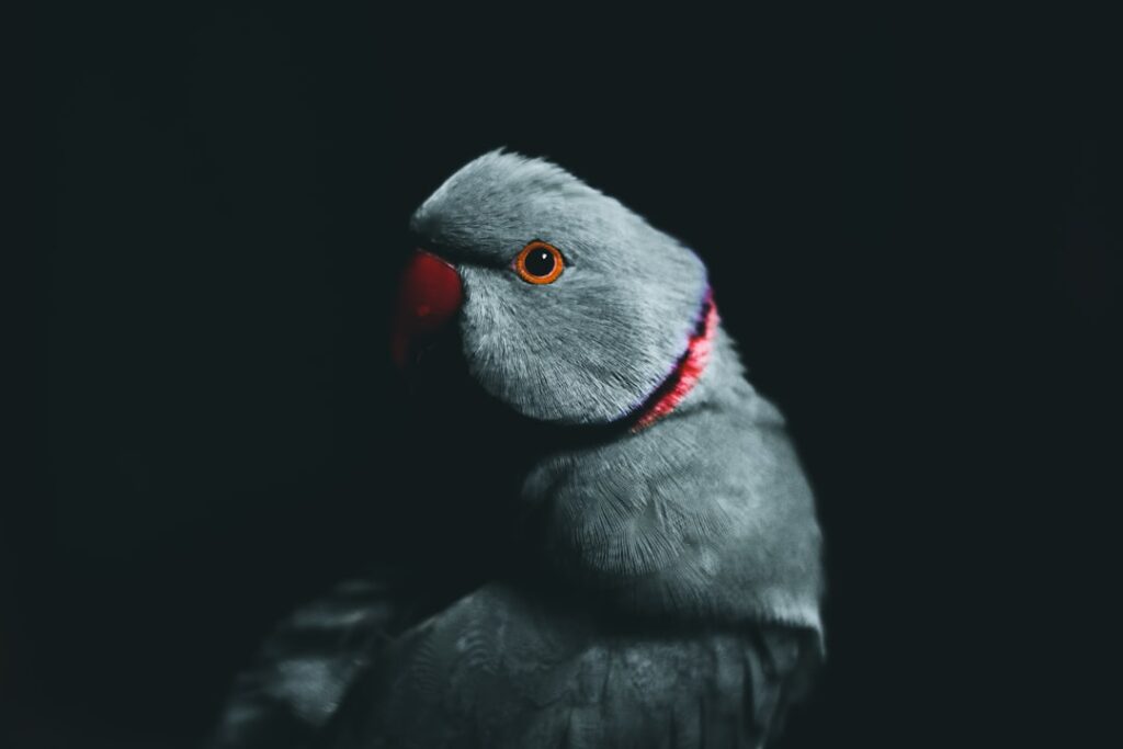 Photo Pet bird on shoulder