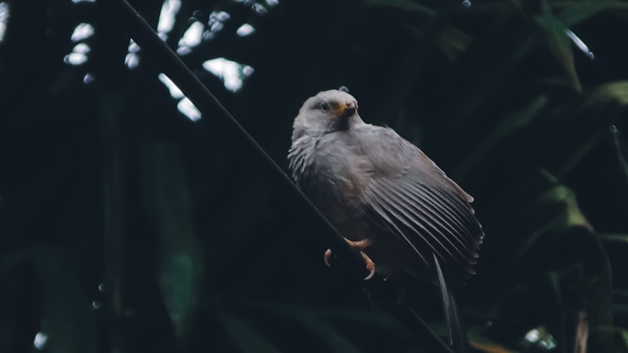 Photo Pet bird on shoulder