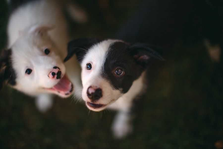 Pet Adoption Centers