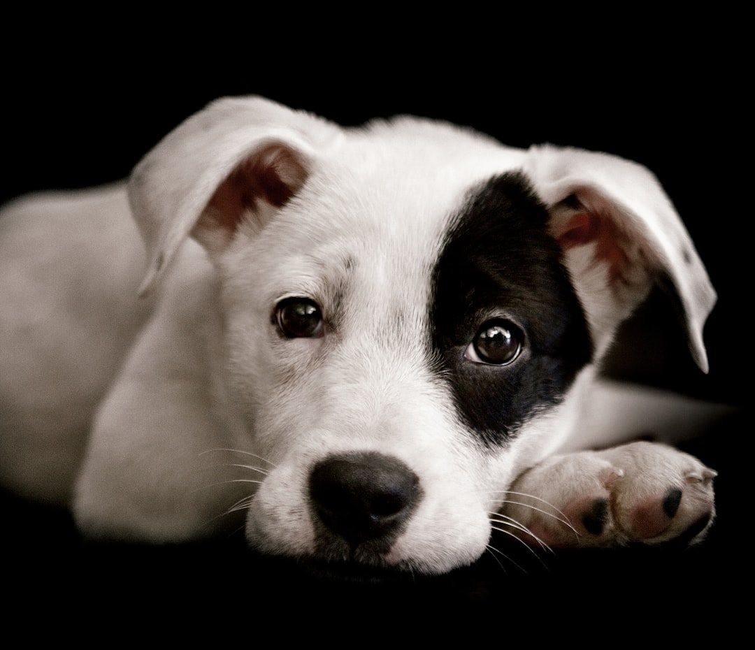 Photo Pet Adoption Centers